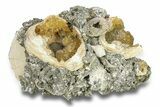 Cluster of Fossil Clams with Fluorescent Calcite - Rucks' Pit, FL #285894-1